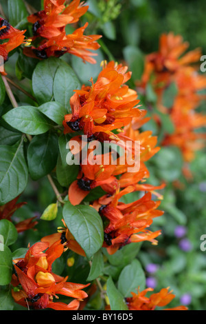 Hummingbird Plant, Rabbit Ears, Orange Bird, Jammy Mouth, Jêmbekkie, Ruttya fruticosa, Acanthaceae. Native to Eastern Africa. Stock Photo