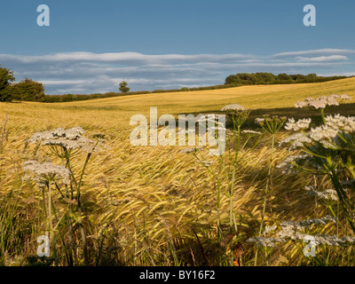 Wheat field scene on the Yorkshire Wolds Stock Photo