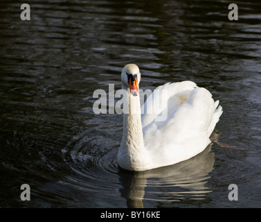 Swan swimming on lake Stock Photo