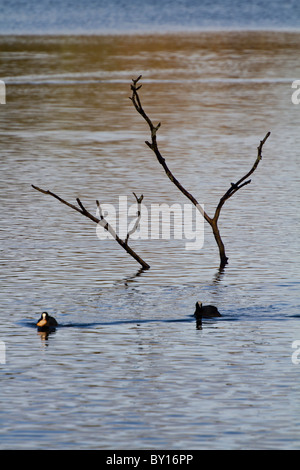 Isolated tree in lake Stock Photo