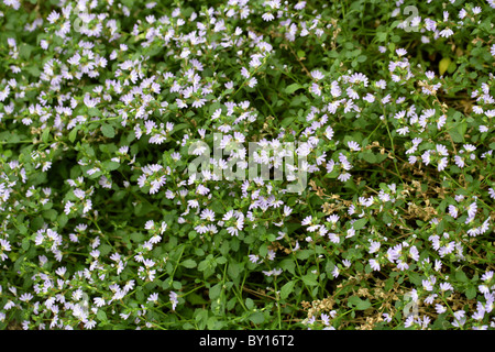 Creeping Fan-flower or Alpine Fan-flower, Scaevola hookeri, Goodeniaceae, Australia, Tasmania. Half flower. Stock Photo
