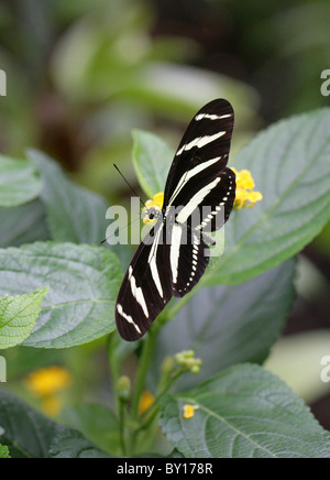 Zebra Longwing or Zebra Heliconian, Heliconius charitonius, Heliconiinae, Nymphalidae, South and North America, Central America Stock Photo