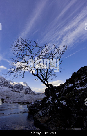 Silhouette of a lone tree against a blue sky, Glencoe, Scottish Highlands Stock Photo