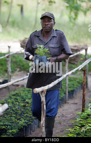 NAMPULA, MOZAMBIQUE, May 2010 : Green Resources have been allocated a concession of 100,000 hectares. Stock Photo