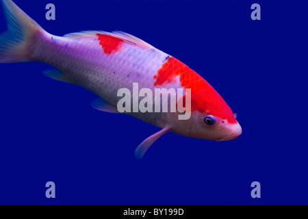 Big colorful Koi carp in a aquarium Stock Photo