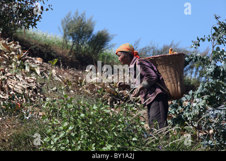 Red Land Soil, Dongchuan, Yunnan Province, China, woman with basket Stock Photo