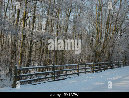 winter trees, Leicestershire, England, UK Stock Photo
