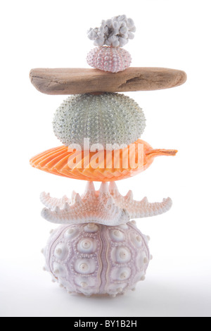 Stack of seashells and driftwood from the beach. Stock Photo