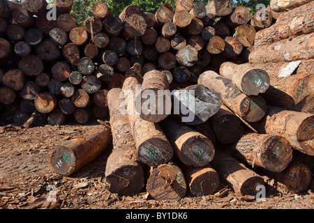 NAMPULA, MOZAMBIQUE, May 2010 : The timber depot of Green Timber, a Chinese-owned timber concession that are licensed to operate Stock Photo