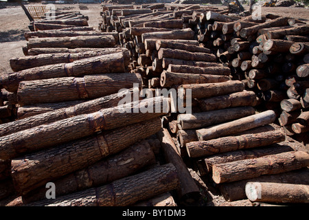 NAMPULA, MOZAMBIQUE, May 2010 : The timber depot of Green Timber, a Chinese-owned timber concession that are licensed to operate Stock Photo