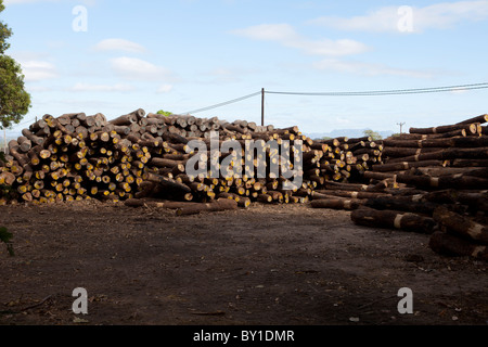 NAMPULA, MOZAMBIQUE, May 2010 : The timber depot of Green Timber, a Chinese-owned timber concession that are licensed to operate Stock Photo