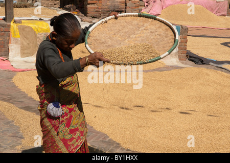 sifting rice during the autumn harvest in the old city of Bhaktapur near Kathmandu, Nepal Stock Photo