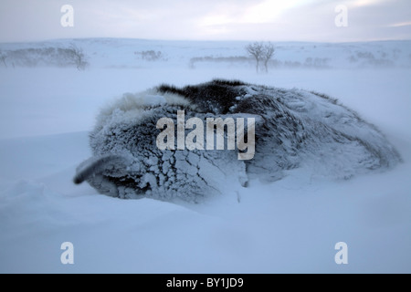 Norway, Finnmark Region. Dog sledding in the Arctic Circle Stock Photo
