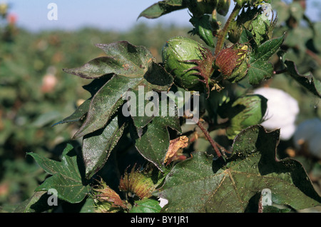 Cotton aphid (Aphis gossypii) honeydew cast of skins and damage to cotton, USA Stock Photo