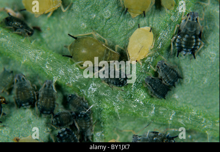 Cotton aphid (Aphis gossypii) infestation on a cucumber leaf Stock Photo