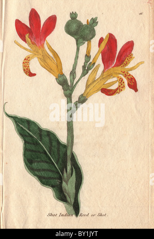 Common Indian reed or shot, Canna indica Stock Photo