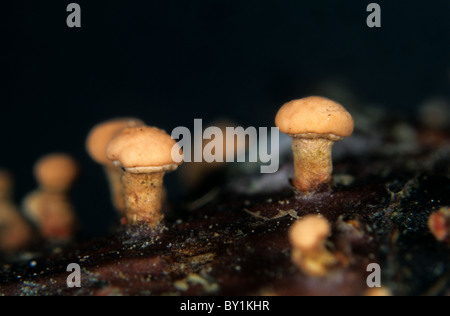 Coral spot (Nectria cinnabarina) fruiting bodies on dead wood Stock Photo