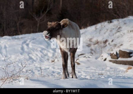 A Woodland Caribou in winter. Stock Photo