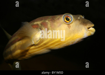 Nile Puffer a.k.a Bander Pufferfish Tetraodon lineatus Stock Photo