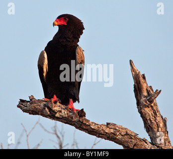A Bateleur eagle in Selous Game Reserve. Stock Photo