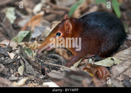 A diminutive elephant shrew finds food amongst fallen leaves in Selous Game Reserve. Stock Photo