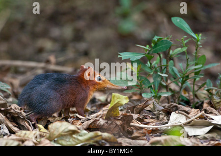 A diminutive elephant shrew searches for food amongst fallen leaves in Selous Game Reserve. Stock Photo