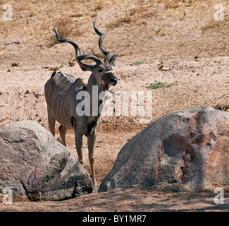 A fine Greater Kudu bull at a small waterhole in Ruaha National Park. Stock Photo