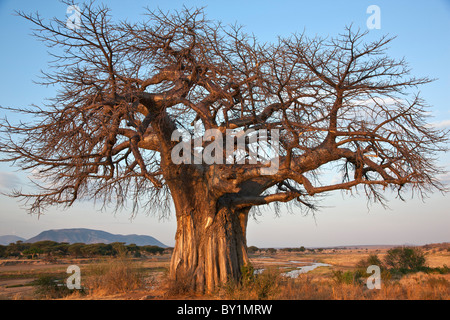 A large Baobab tree growing on the banks of the Great Ruaha River in Ruaha National Park.  Elephant damage to the bark of its Stock Photo