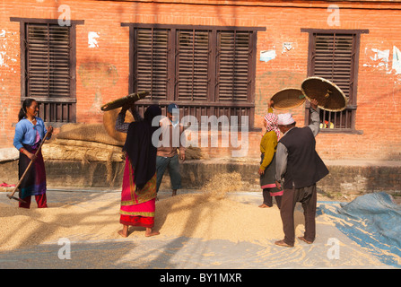 sifting rice grains during the autumn harvest in the old city of Bhaktapur near Kathmandu, Nepal Stock Photo