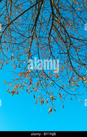 Tilleul / Lime / Linden tree branches and seed pods - France. Stock Photo