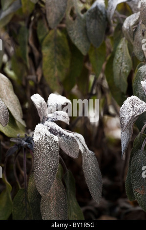 Purple Sage, Salvia officinalis ‘Purpurascens’ AGM, in a heavy frost Stock Photo