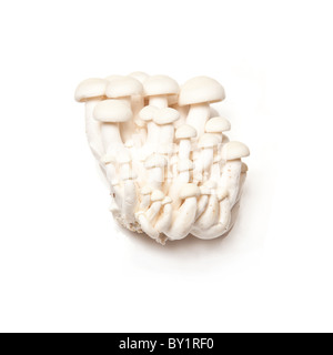 Enoki mushrooms isolated on a white studio background. Stock Photo