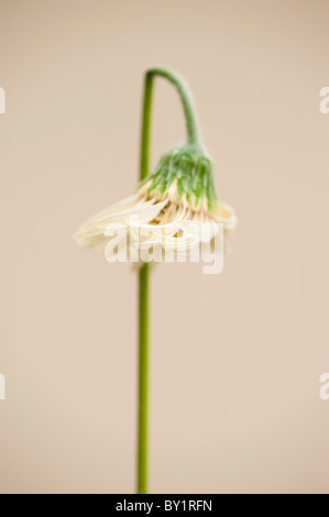 Damaged flower of Gerbera Everlast White ('Amgerbwhi') Stock Photo