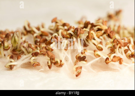 Curled Cress, Lepidium sativum, shoots Stock Photo