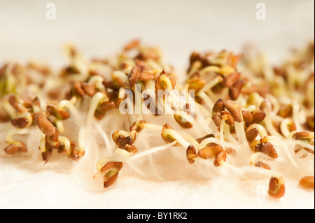 Curled Cress, Lepidium sativum, shoots Stock Photo