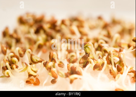 Curled Cress, Lepidium sativum, shoots Stock Photo