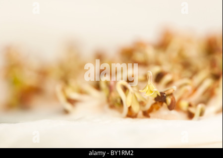 Curled Cress, Lepidium sativum, shoots Stock Photo