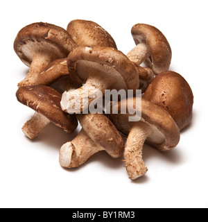 Shiitake mushrooms isolated on a white studio background Stock Photo