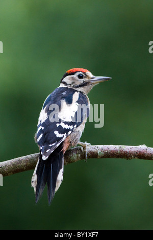 Greater spotted woodpecker sat on branch