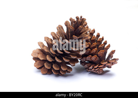 Pine cone close-up on white background Stock Photo