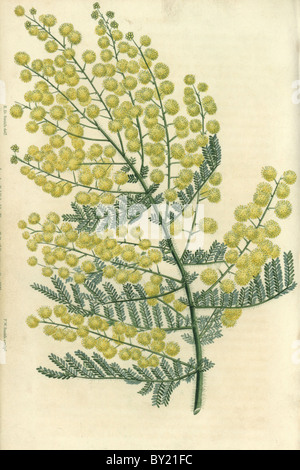 Yellow flowered hairy-stemmed acacia, Acacia pubescens. Stock Photo
