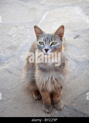 Beautiful wise old long-haired cat. Stock Photo