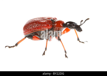 Hazel Leaf-roller Weevil (Apoderus coryli). Powys, Wales Stock Photo
