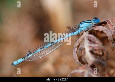 Male Common Blue Damselfly (Enallagma cyathigerum) resting on bracken. Powys, Wales. Stock Photo