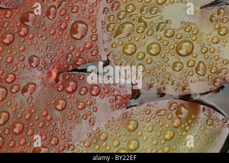 Raindrops on fresh leaves of Waterlily (Nymphaea sp.). Stock Photo