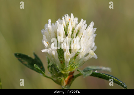 Flowerhead of Red Clover (Trifolium pratense) a white-flowered form. Powys, Wales. Stock Photo