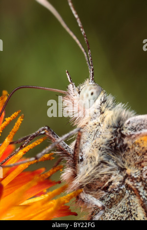 Green-veined White butterfly (Pieris napi) feeding on Orange Hawkbit. Powys, Wales. Stock Photo