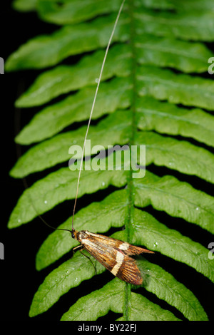 Day-flying longhorn moth Nemophora degeerella. Powys, Wales. Stock Photo