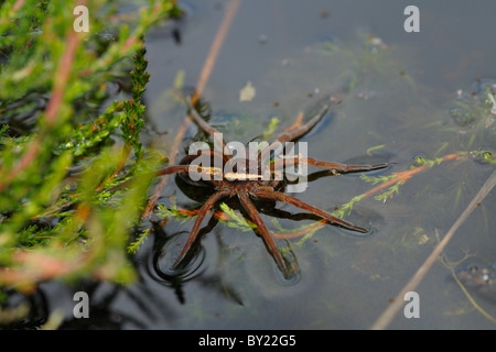 Raft Spider (Dolomedes fimbriatus) at the edge of a boggy pool. Whixall Moss National Nature Reserve, Shropshire, England. Stock Photo