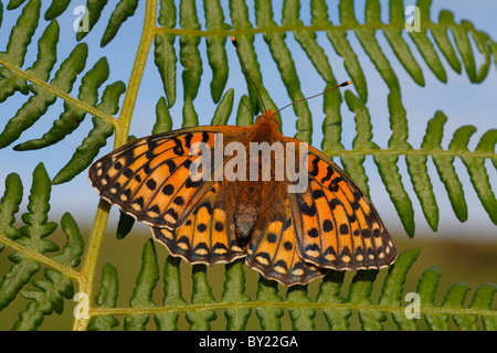 Female Dark Green Fritillary Butterfly (Argynnis aglaja) basking in early morning sunshine. Powys, Wales, UK. Stock Photo